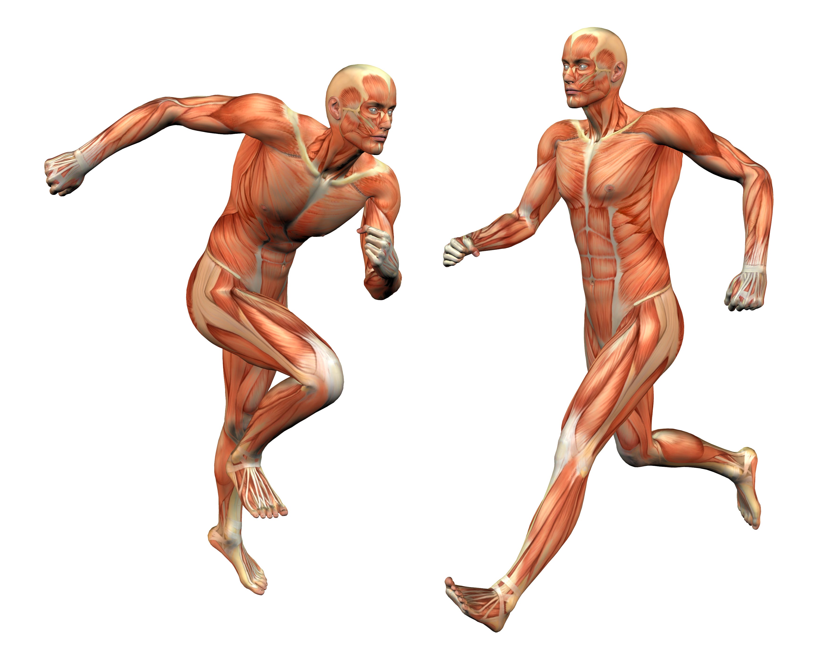 Strength Training for Your Fascia, Part 2