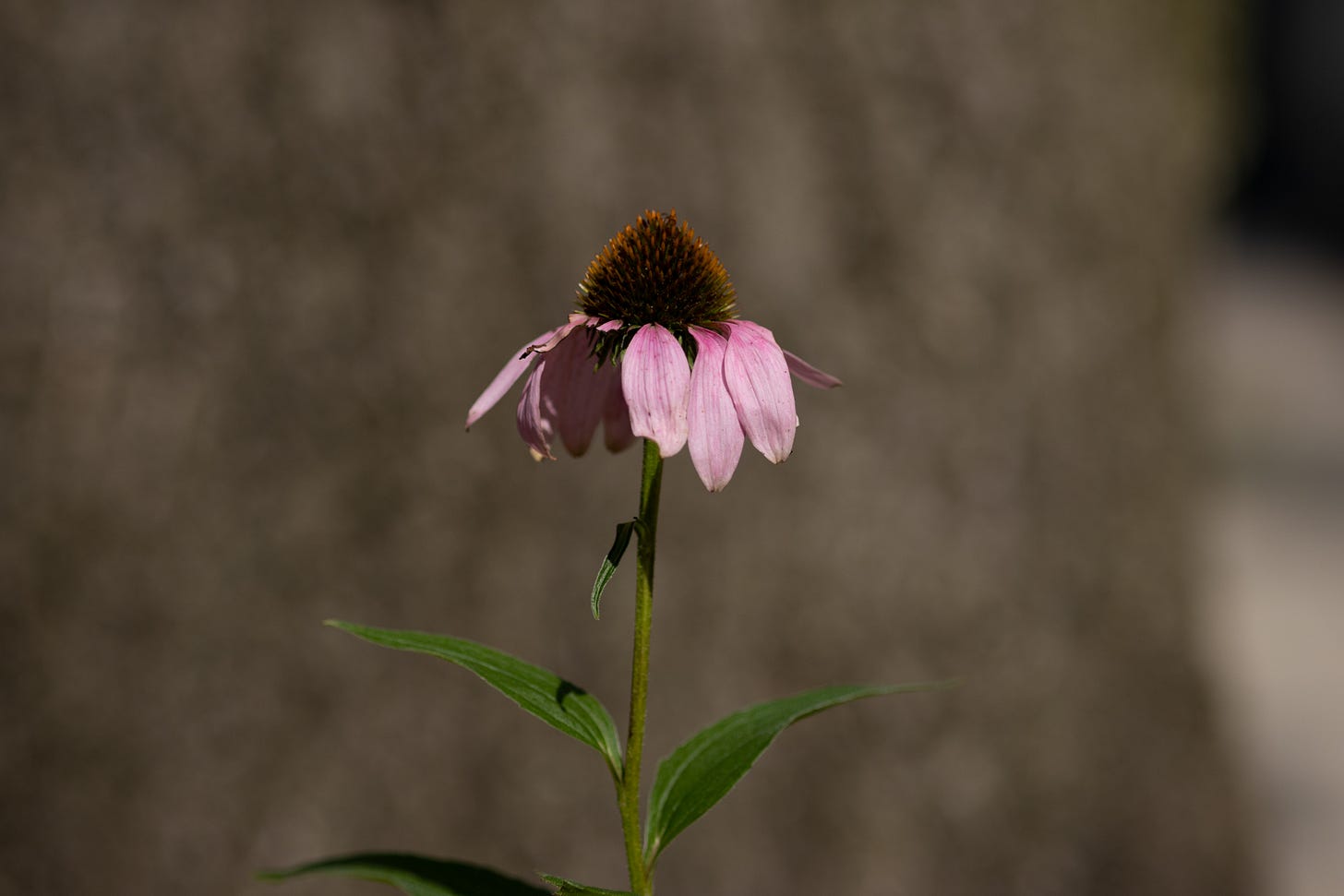 a daisy-like flower with a cone-shaped center of orange-tipped dark bristles and pink petals hanging down atop a thin green stem with alternate lanceonlate leaves