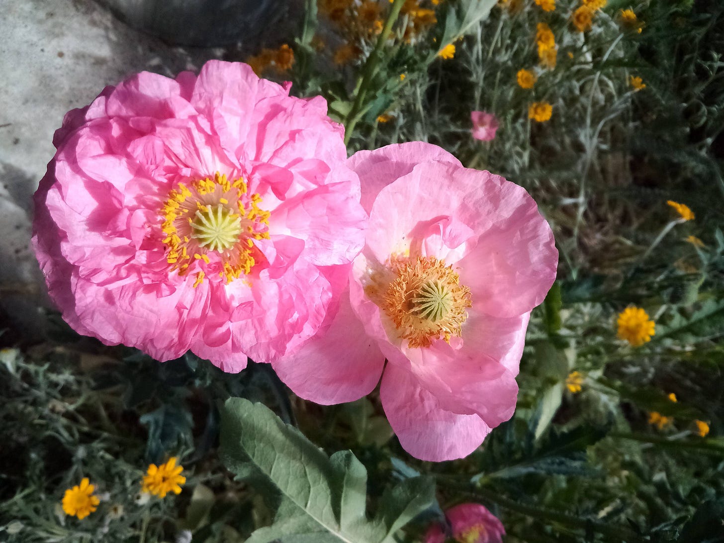 Bright pink poppies