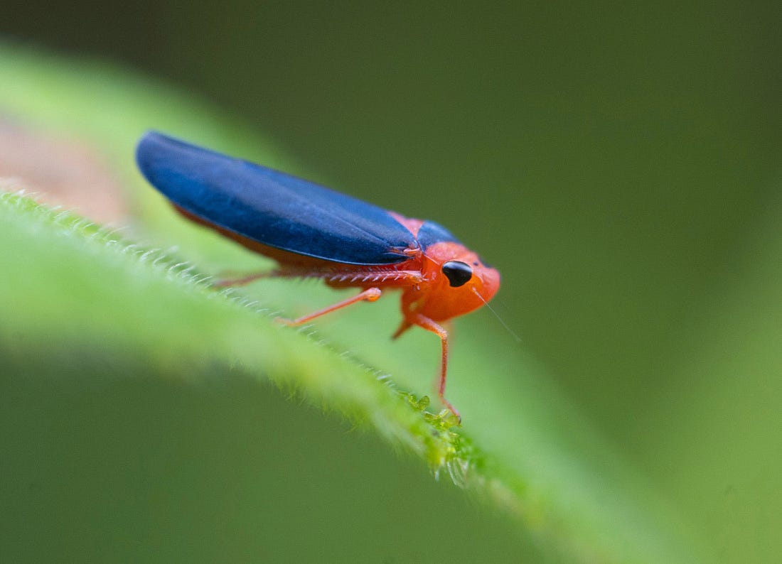 Macunolla ventralis leafhopper perched on a green leaf along the Río Guayabo in Costa Rica, its red body and deep blue wings contrasting against the soft, humid forest background. Macunolla ventralis leafhopper perched on a green leaf along the Río Guayabo in Costa Rica, its red body and deep blue wings contrasting against the soft, humid forest background.