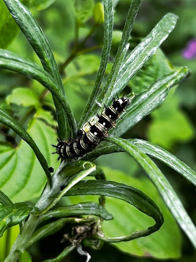 Flowering plants, including a painted lady caterpillar and bumble bees
