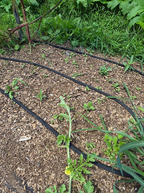 Garden beds for winter cropping.