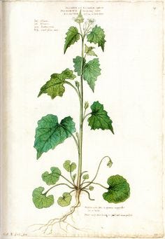 From the Spring Foraging Cookbook: Garlic Mustard and Glasswort