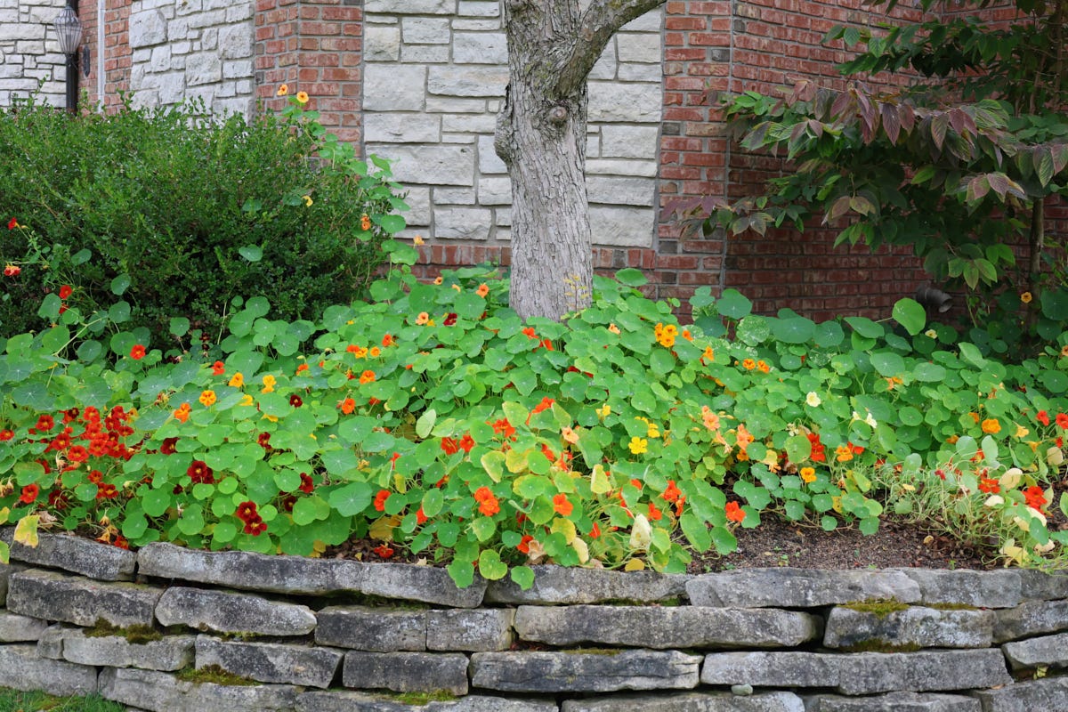 blooming nasturtiums in a landscaping bed blooming nasturtiums in a landscaping bed
