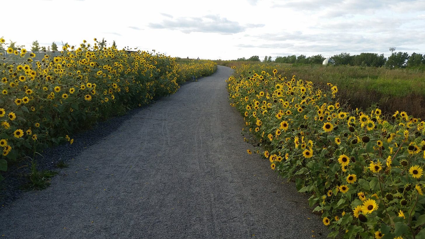 Tournesols-Frederic-Back