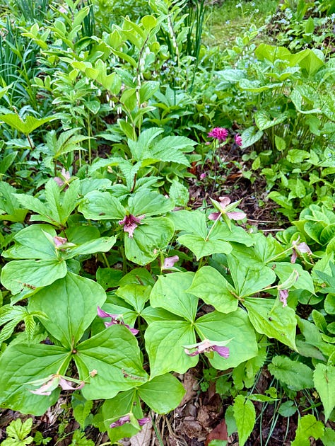 Three beauties in the Spring bed: Trillium luteum, variegated Solomon's Seal, and a large group of the red Wake Robin, Trillium erectum, in need of division!