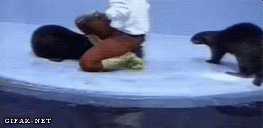 Getting Played By An Otter GIF Getting Played By An Otter GIF