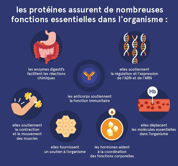 Protéines - Qu'est-ce que c'est et quelle est leur fonction dans  l'organisme ? | Eufic