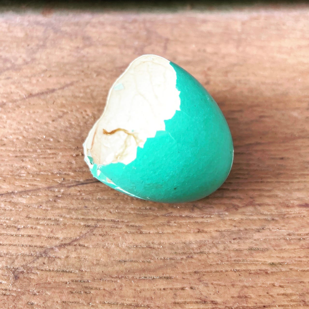 Ohio & Other Obsessions