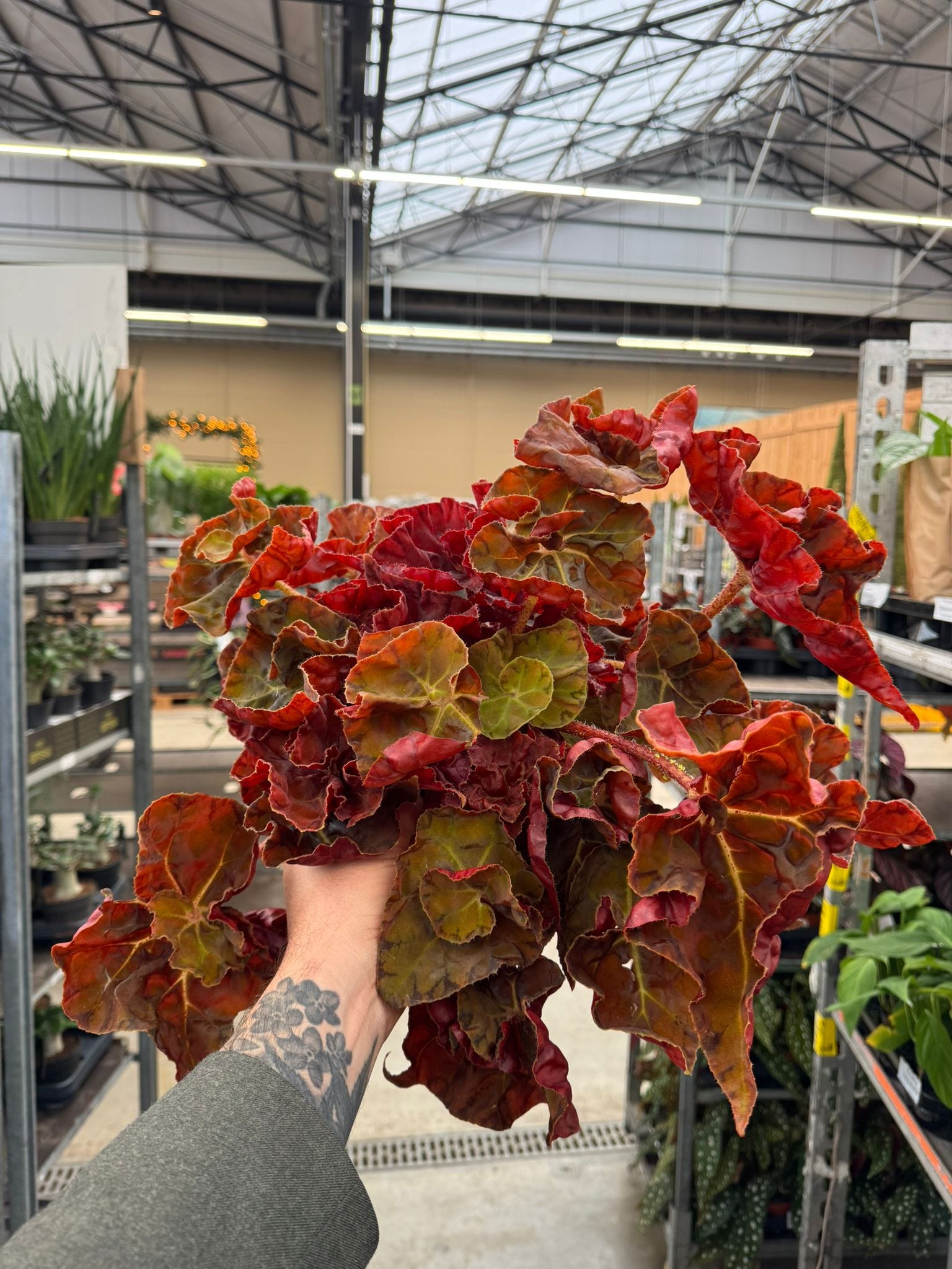 5 Begonias you must grow now for their flourishing foliage