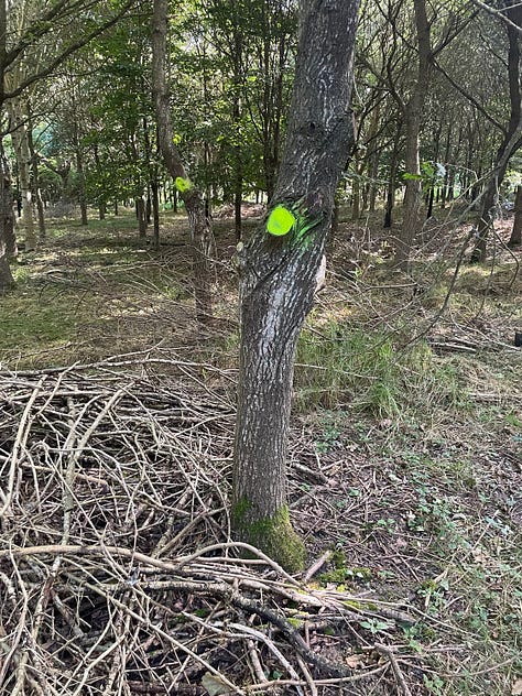 Trees selected for removal in a thinning operation