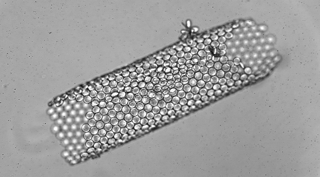 Tiny assembling microrobots.