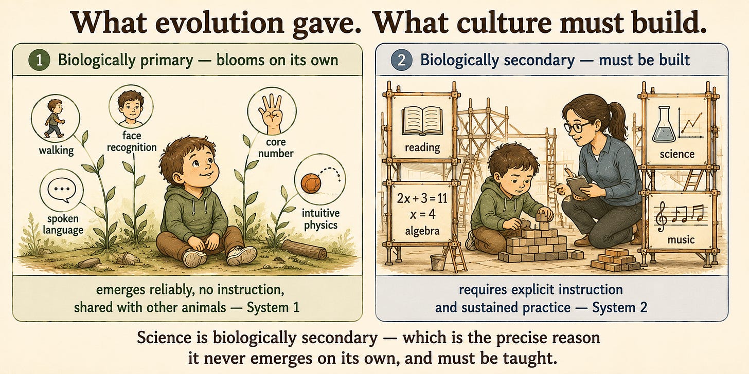 Two panels (Geary). Left ("Biologically primary — blooms on its own"): a child with effortlessly sprouting icons — walking, face recognition, speech, finger-counting, a thrown ball — labeled "emerges reliably, no instruction, shared with other animals; System 1." Right ("Biologically secondary — must be built"): the same child in a scaffolded setting with a teacher, effortfully assembling reading, algebra, a beaker-and-graph, a musical staff — labeled "requires explicit instruction and sustained practice; System 2."