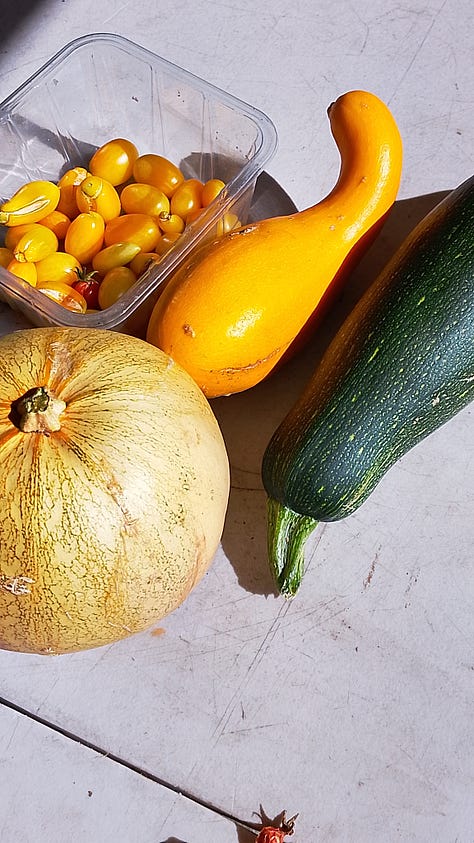 harvest, sale, baked treats