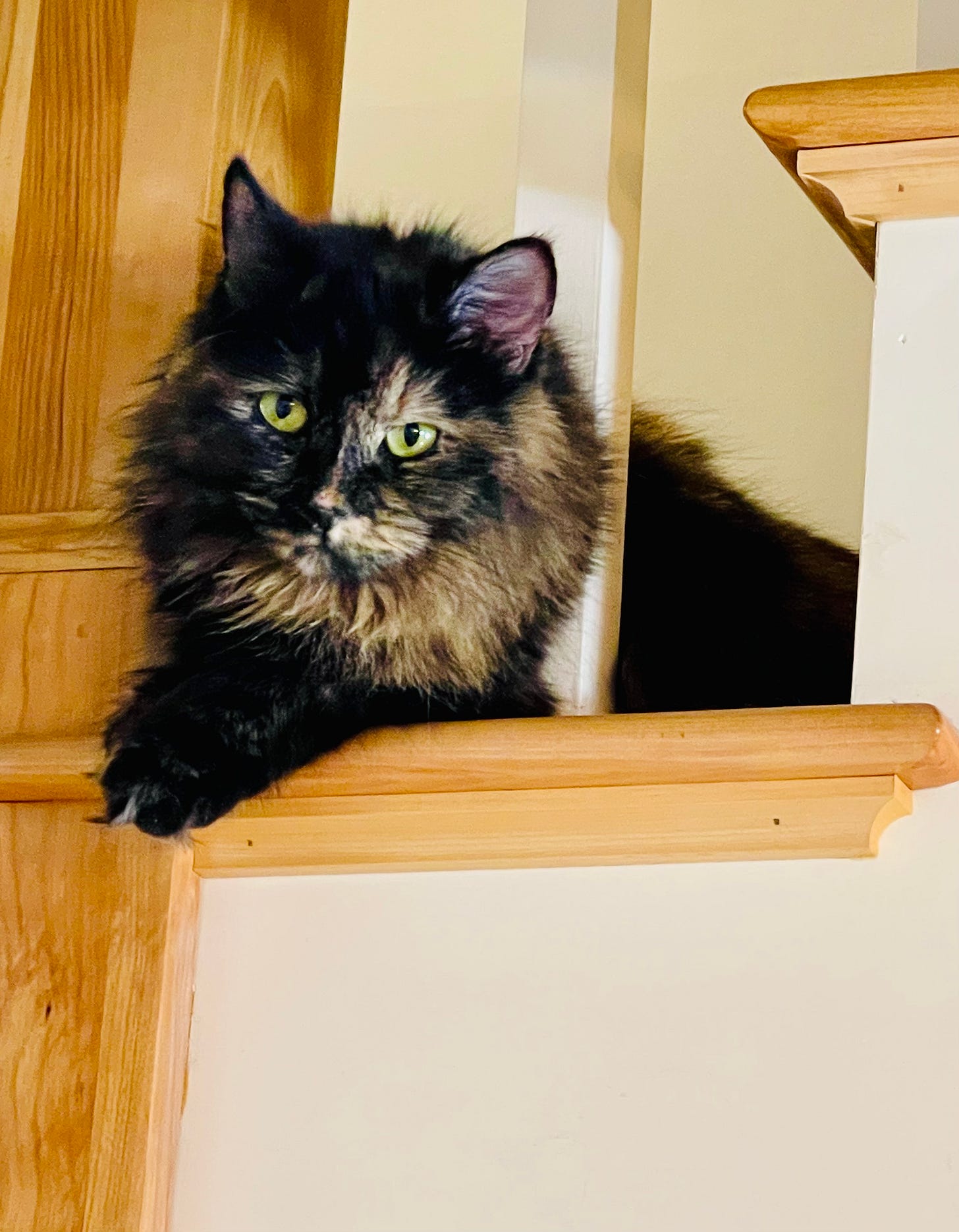cat on stairs