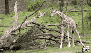 Tag, you're it. - GIF - Imgur