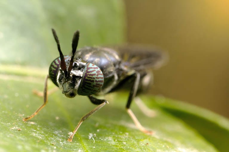A close-up picture of a black soldier fly A close-up picture of a black soldier fly