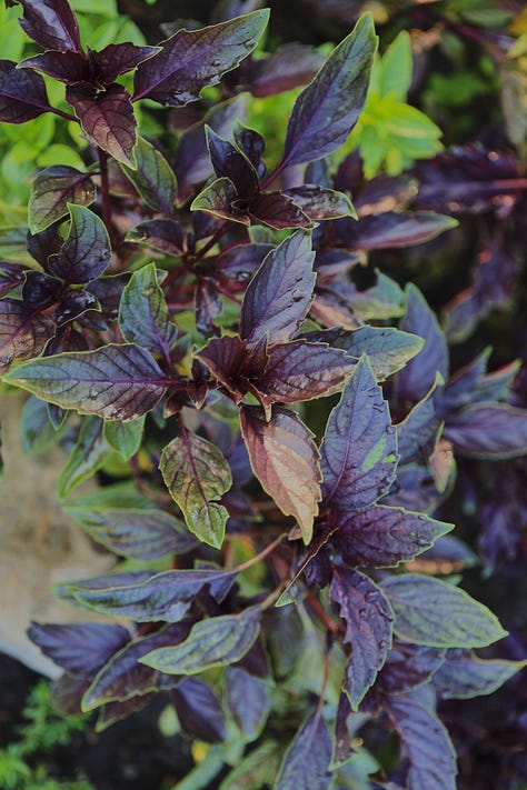 various basil plant varieties
