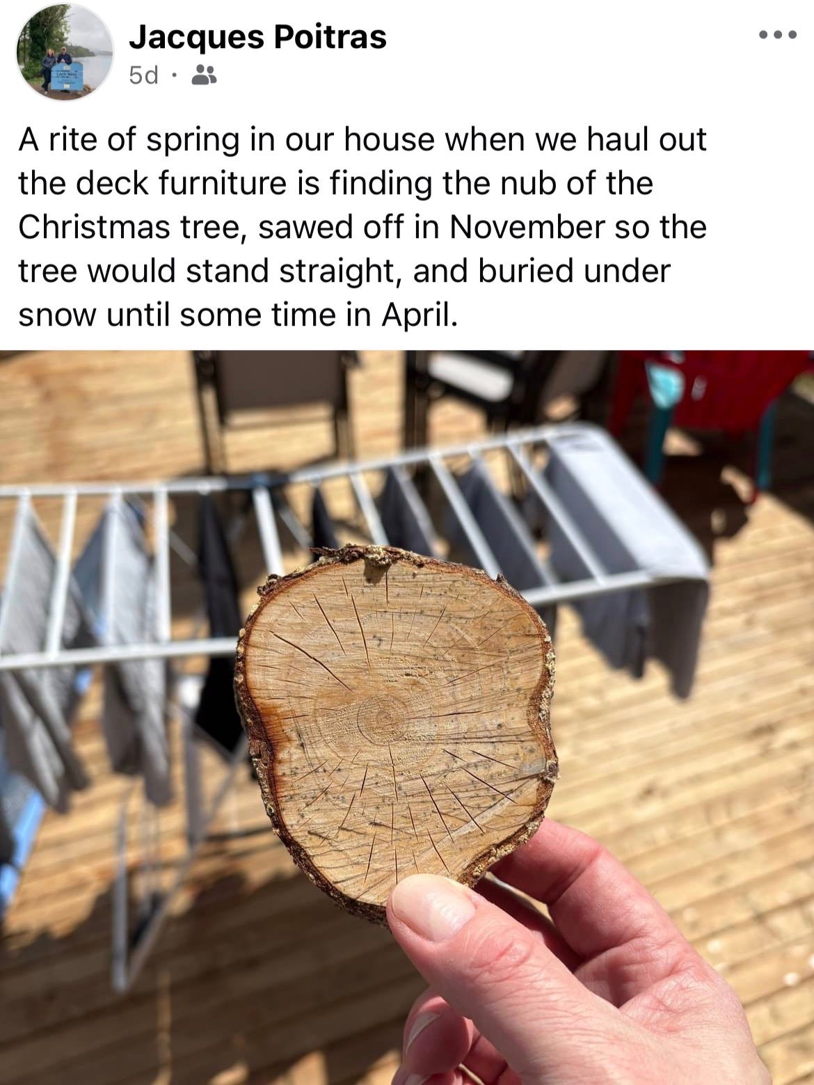 a screenshot of a facebook post by Jacques Poitras with a photo of a ring of tree trunk in his hand. the caption reads: a rite of spring in our house when we haul out the deck furniture is finding the nub of the Christmas tree, sawed off in November so the tree would stand straight, and burried under the snow until sometime in April a screenshot of a facebook post by Jacques Poitras with a photo of a ring of tree trunk in his hand. the caption reads: a rite of spring in our house when we haul out the deck furniture is finding the nub of the Christmas tree, sawed off in November so the tree would stand straight, and burried under the snow until sometime in April