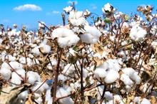 India's CCI buys 2 lakh cotton bales, Kapas nears MSP