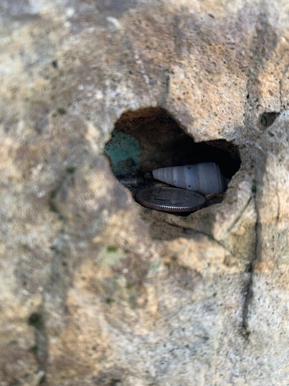 PennyShell.jpg PennyShell.jpg