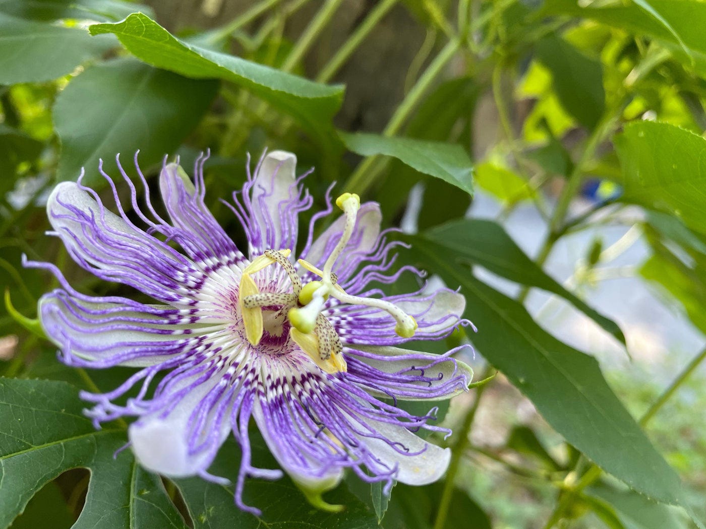 Maypop – Backyard Food Forest