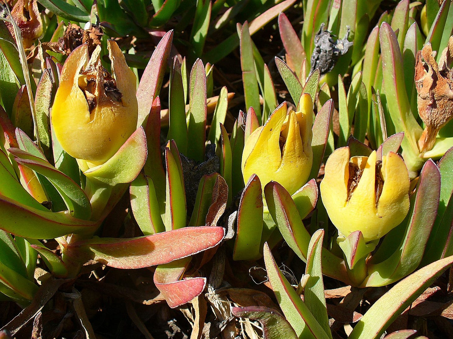 Carpobrotus edulis [fruit - Wikimedia - Llez, 2006].jpg