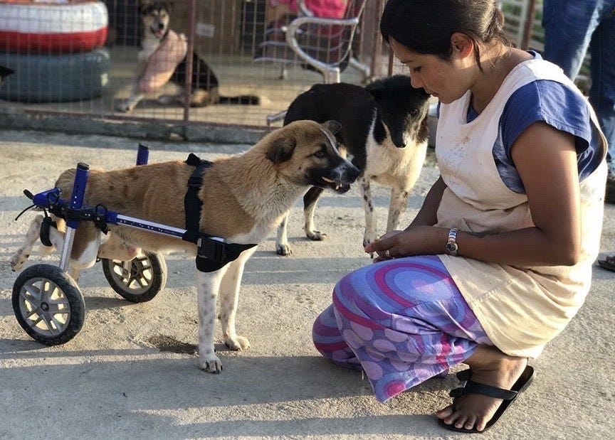 2019 starts out strongly for Help Animals India – Help Animals India - Saving India's Forgotten Animals 2019 starts out strongly for Help Animals India – Help Animals India - Saving India's Forgotten Animals