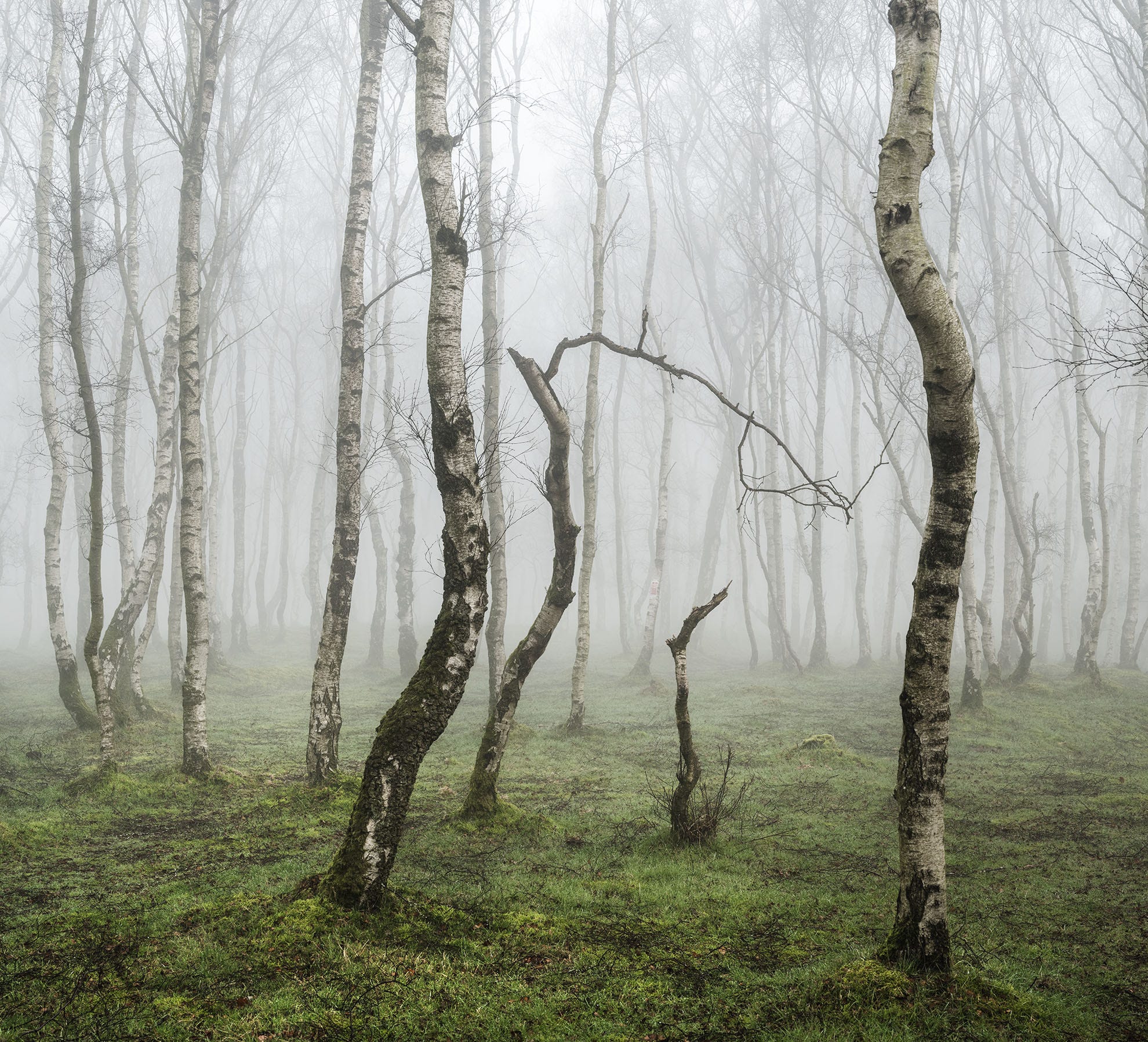 Matt Tree What’s the Story? - by Matt Oliver - Among Trees.