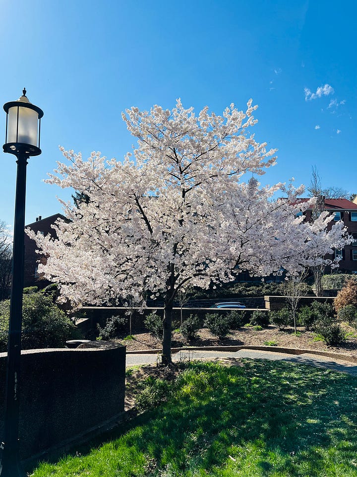 Cherry Blossom and Dogwood tree photos from Spring 2024 in Washington DC