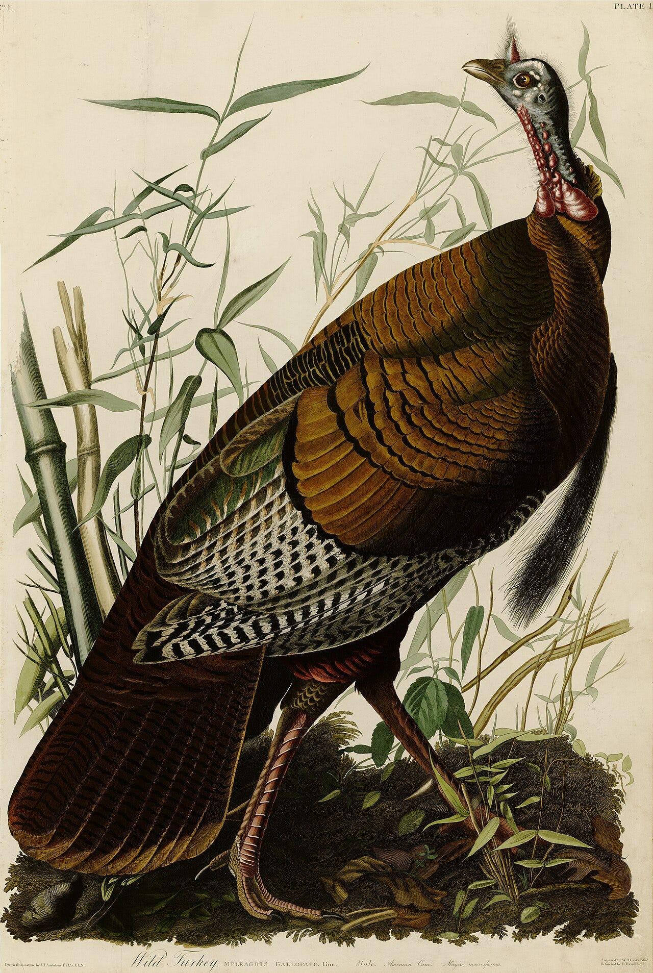 Audubon Wild Turkey plate Audubon Wild Turkey plate