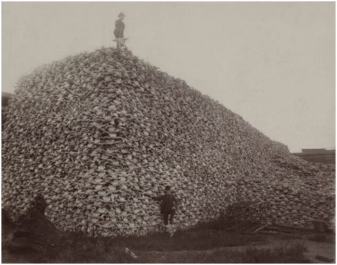 Source: Pile of American bison skulls waiting to be ground for fertilizer, circa 1870. Burton Historical Collection/Detroit Public Library. Source: Pile of American bison skulls waiting to be ground for fertilizer, circa 1870. Burton Historical Collection/Detroit Public Library.