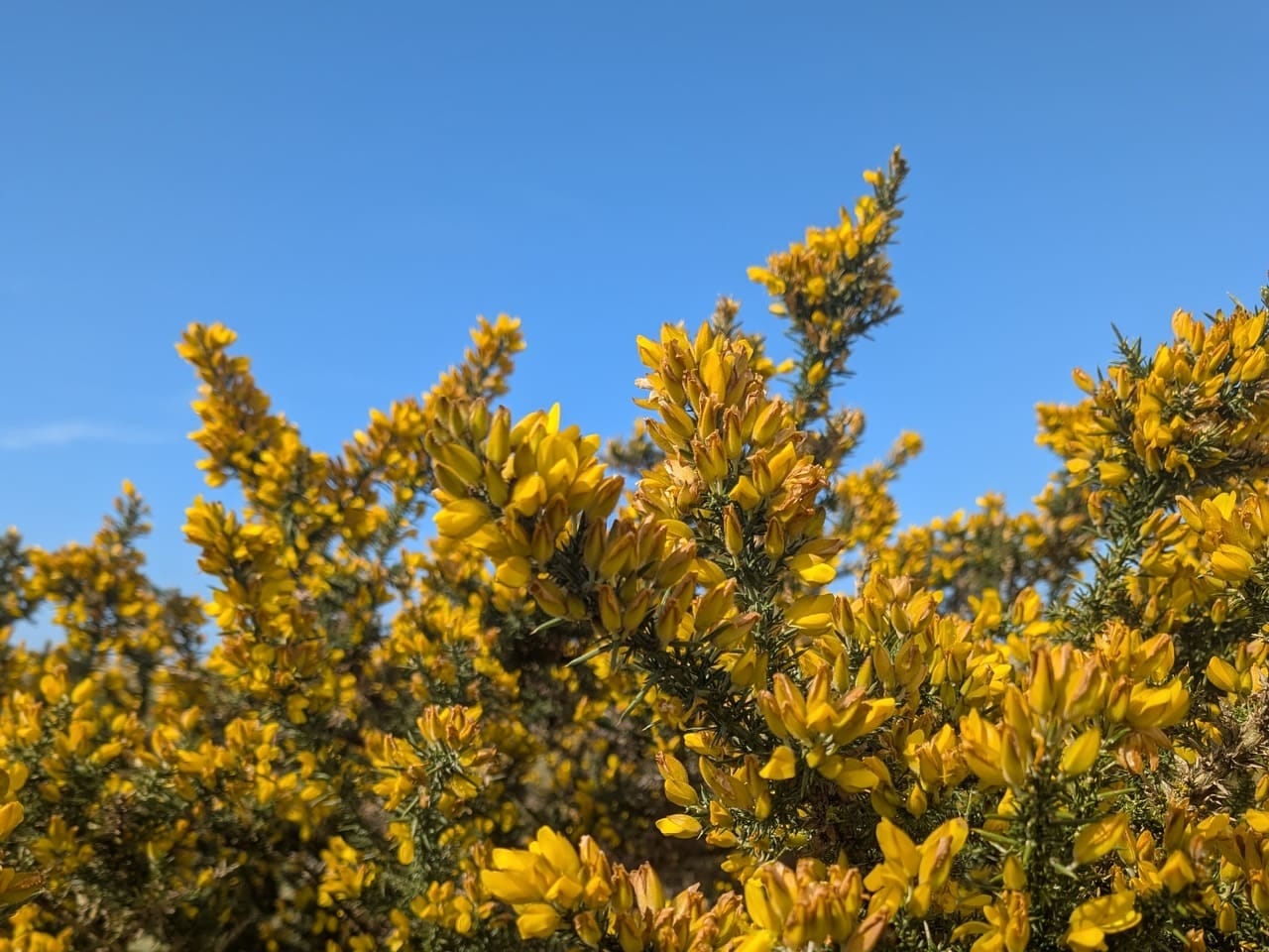 Yellow gorse flowers Yellow gorse flowers