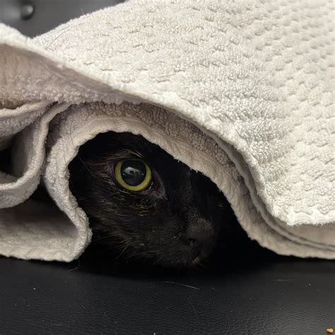 Tortoise Shell Cat Owner's Society and Social Club | It's almost my 1 ...