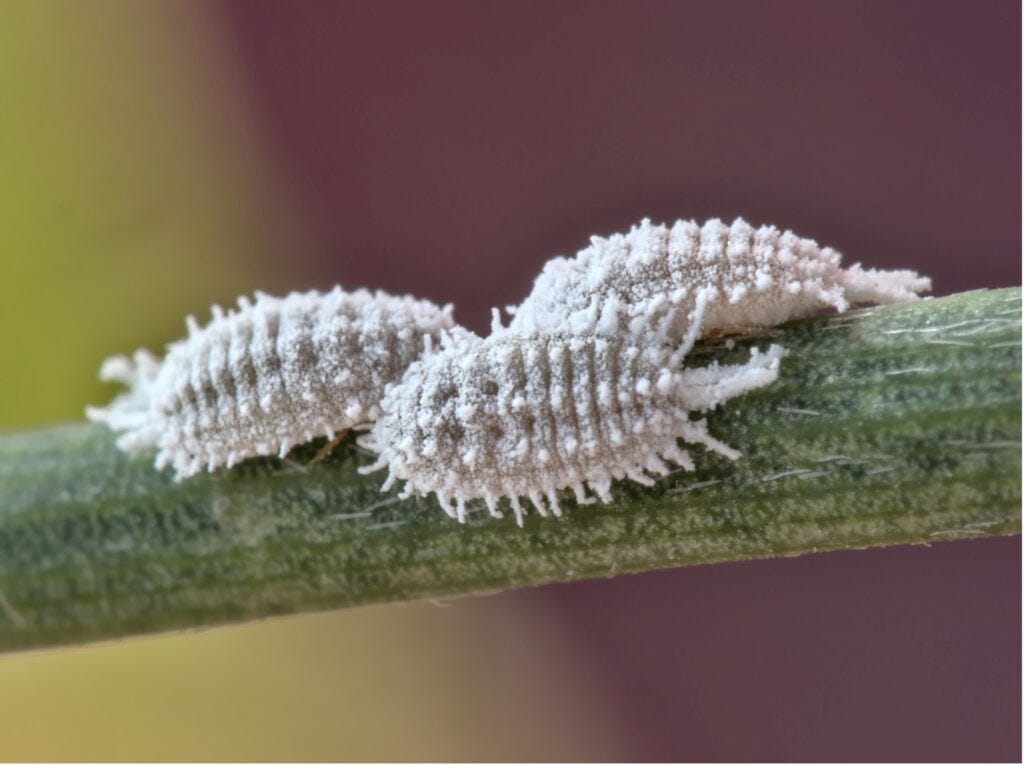 Meet the tiny South Texas critter that's to DYE for! ~ San Antonio River  Authority