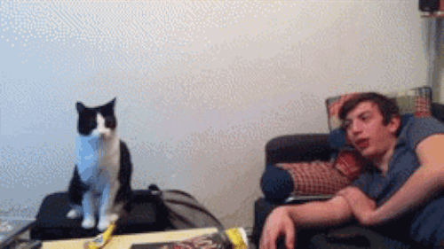 So if you're a cat person, you basically deserve all the high ...