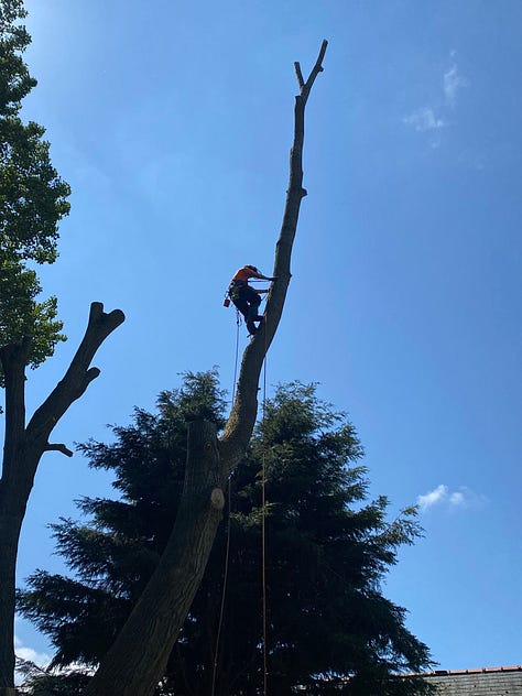 Jamie ascending up a large poplar limb using spikes