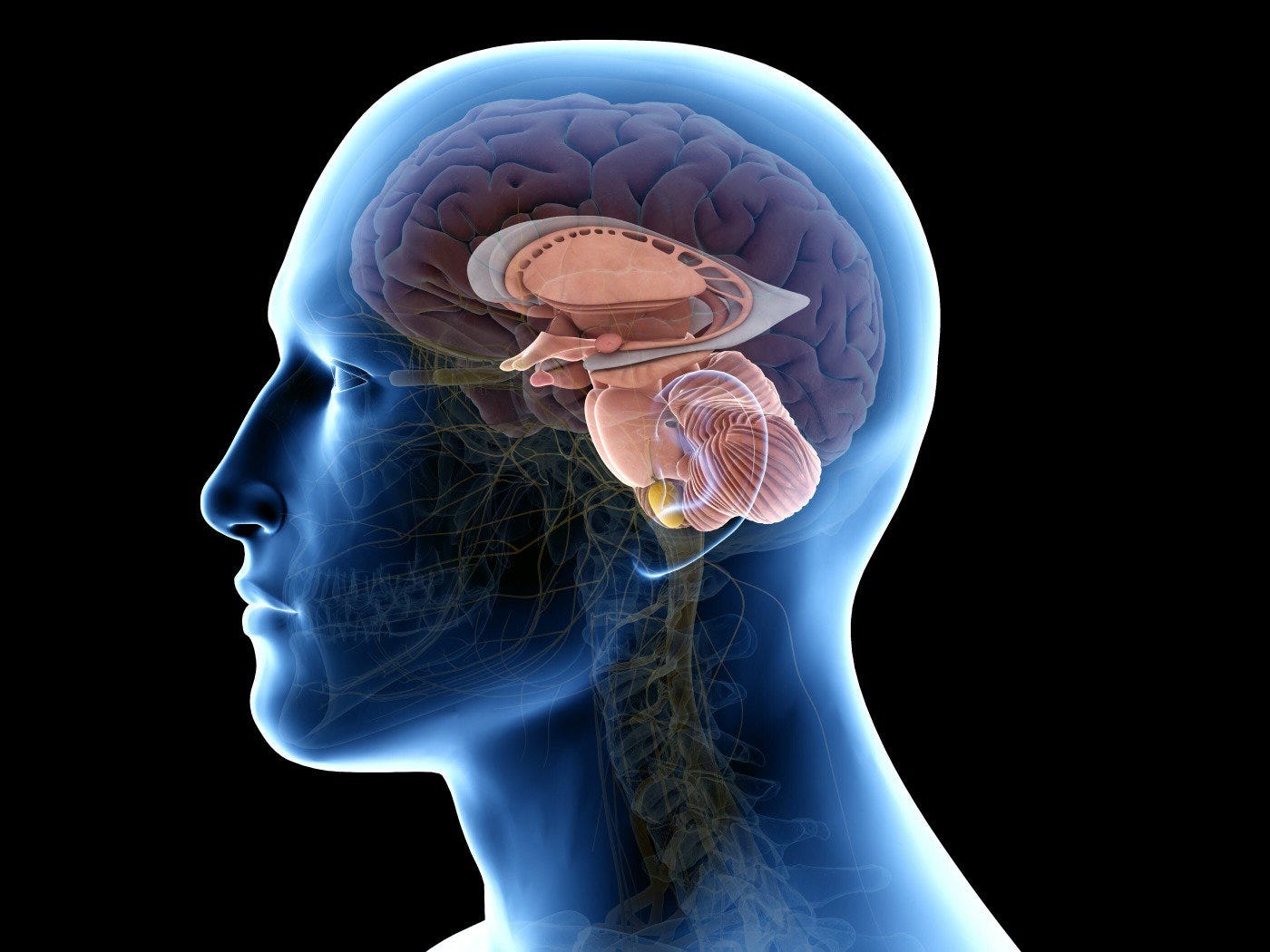 Sistema Límbico: o que é, função e neuroanatomia - Toda Matéria Sistema Límbico: o que é, função e neuroanatomia - Toda Matéria
