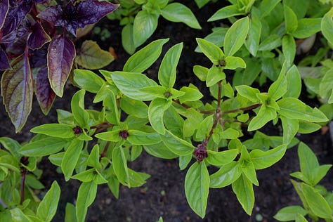 various varieties of basil plants