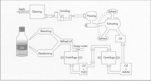 Cooking oil manufacture involves cleaning the seeds, grinding them, pressing, and extrading the oil from them. In extracting, a volatile hydrocarbon such as hexane is used as a solvent. After extracting, the oil is refined, mixed with an alkaline substance, and washed in a centrifuge. Further washing and refining follows, and then the oil is filtered and/or distilled. It is then ready for packaging. Cooking oil manufacture involves cleaning the seeds, grinding them, pressing, and extrading the oil from them. In extracting, a volatile hydrocarbon such as hexane is used as a solvent. After extracting, the oil is refined, mixed with an alkaline substance, and washed in a centrifuge. Further washing and refining follows, and then the oil is filtered and/or distilled. It is then ready for packaging.