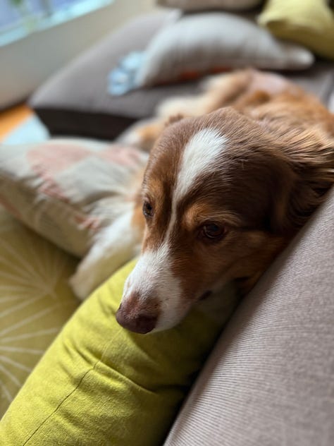 Esme the red tri Australian Shepherd.