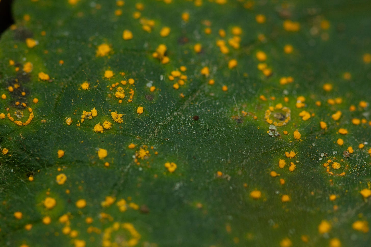 Close-up of a green leaf with bright orange spots and concentric circles on its surface, caused by a fungal rust
