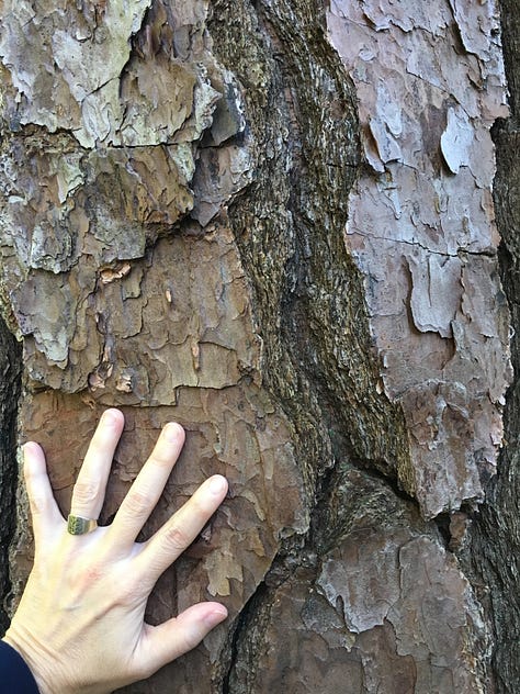 left hand on pine bark, seated woman seated in front of tree hollow and touching edge with right hand, hugging a redwood tree