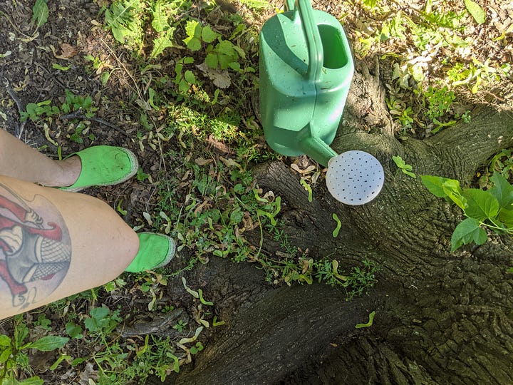 My coffee cup on the back step that is only used as a table or chair, watering can and garden shoes, Mother Poke, Blue Sky