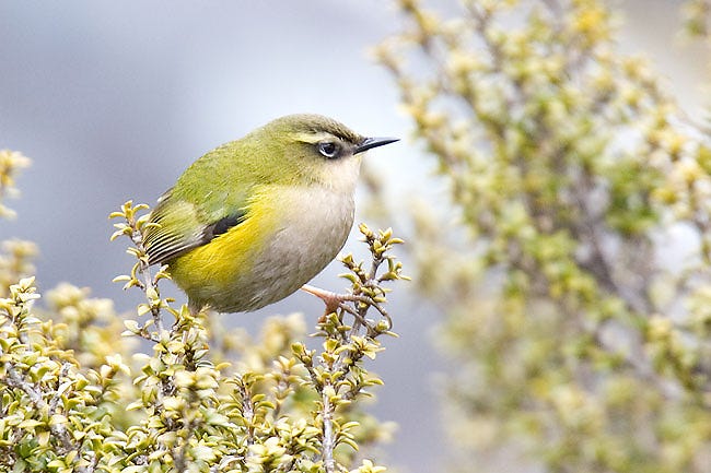 Rock wren: https://en.wikipedia.org/wiki/New_Zealand_rock_wren#/media/File:Rock_wren.jpg