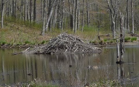 Beaver Lodges - SectionHiker.com