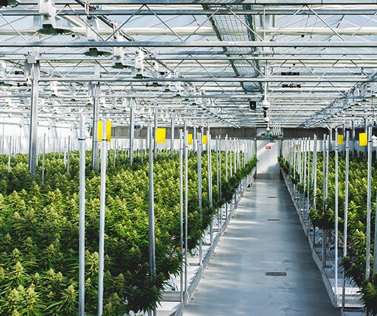 penny stocks to buy sell The Supreme Cannabis (SPRWF) (FIRE)