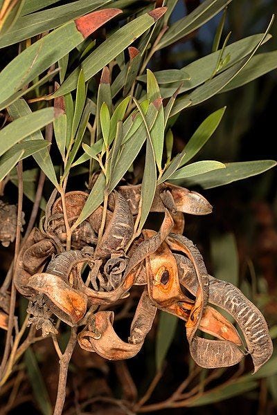 Acacia cyclops [ripe pods wikicommons].jpg