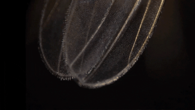 Gif con immagini ravvicinate di un moscerino della frutta. Gif con immagini ravvicinate di un moscerino della frutta.