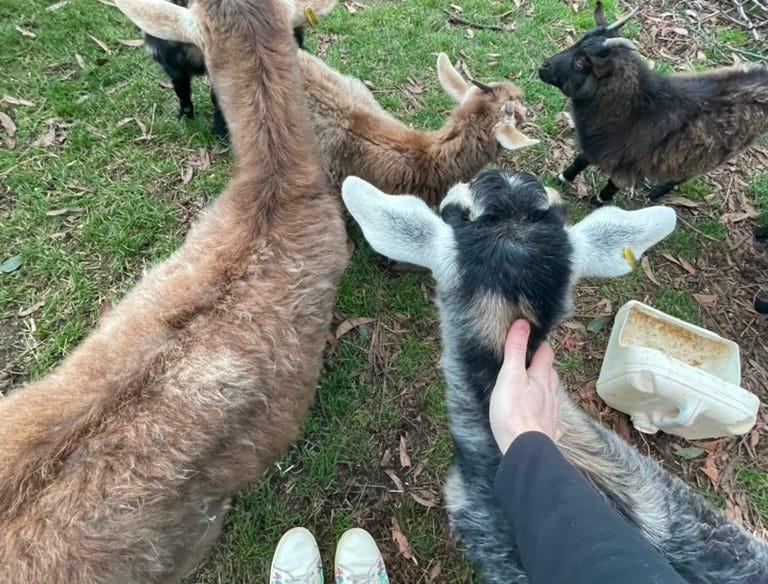My hand gently touching a miniature goat, surrounded by other goats and a proud chicken, view from the above